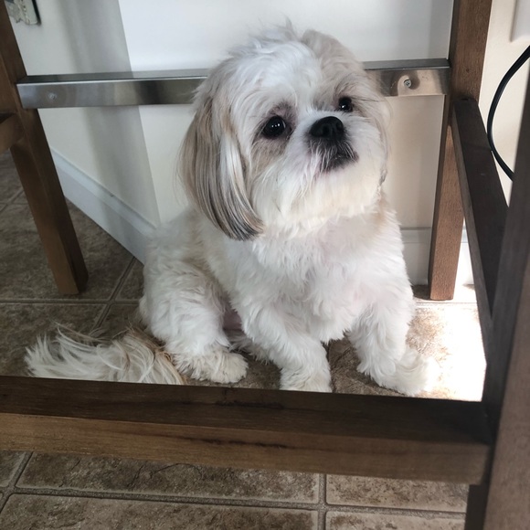 This is my dog Riker - Picture 5 of 7